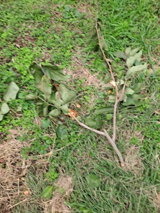 농촌사랑님의 자유주제 · 자유게시판 작성글 사진