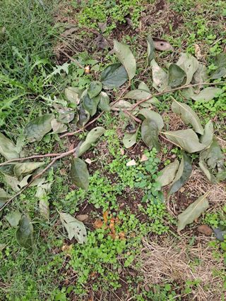 농촌사랑님의 자유주제 · 자유게시판 작성글 사진