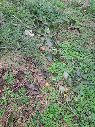 농촌사랑님의 자유주제 · 자유게시판 작성글 사진