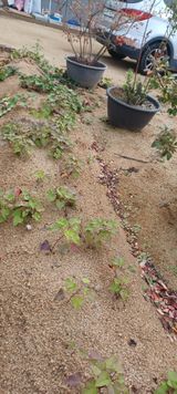 팜모닝 고구마·영농일지 게시글 이미지