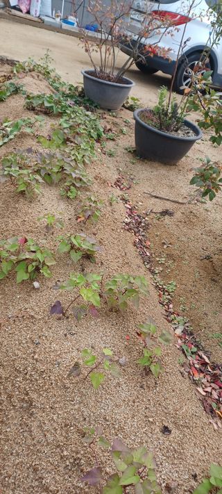 고풍마님님의 고구마 · 영농일지 작성글 사진