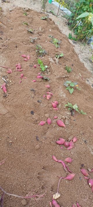 고풍마님님의 고구마 · 영농일지 작성글 사진