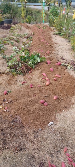 고풍마님님의 고구마 · 영농일지 작성글 사진
