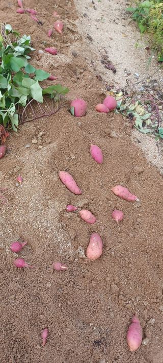 고풍마님님의 고구마 · 영농일지 작성글 사진