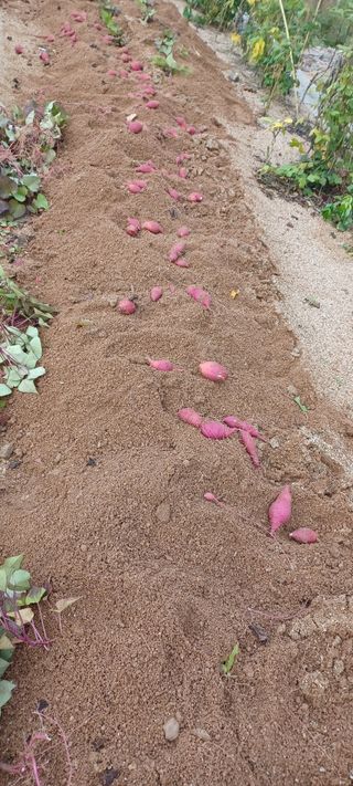 고풍마님님의 고구마 · 영농일지 작성글 사진