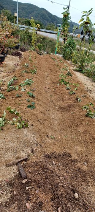 고풍마님님의 고구마 · 영농일지 작성글 사진