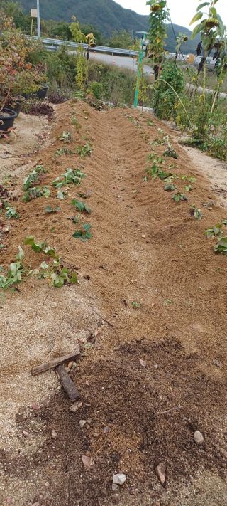 고풍마님님의 고구마 · 영농일지 작성글 사진