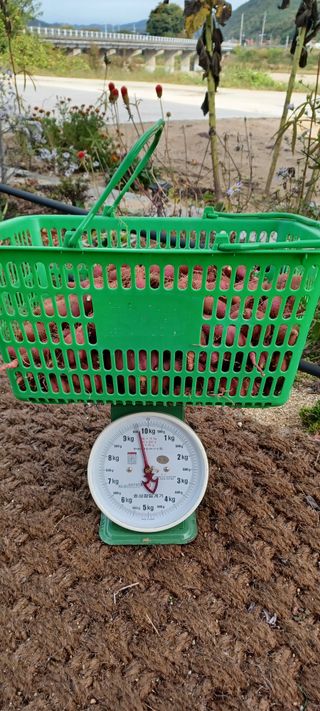 고풍마님님의 고구마 · 영농일지 작성글 사진