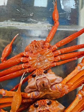 노가네수산님의 자유주제 · 자유게시판 작성글 사진