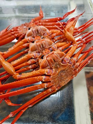 노가네수산님의 자유주제 · 자유게시판 작성글 사진