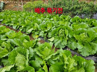 연모 자연의행복님의 배추 · 병해충상담 작성글 사진