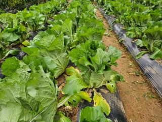 연모 자연의행복님의 배추 · 병해충상담 작성글 사진