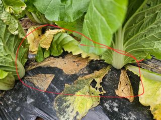 연모 자연의행복님의 배추 · 병해충상담 작성글 사진