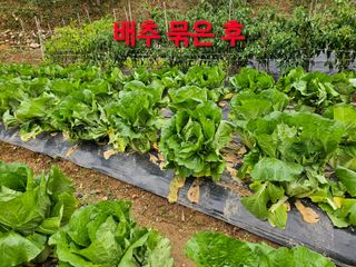 연모 자연의행복님의 배추 · 병해충상담 작성글 사진