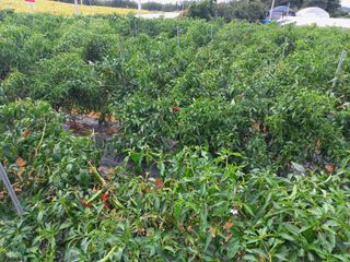 박린님의 고추 · 영농일지 작성글 사진