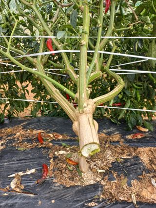 박린님의 고추 · 영농일지 작성글 사진