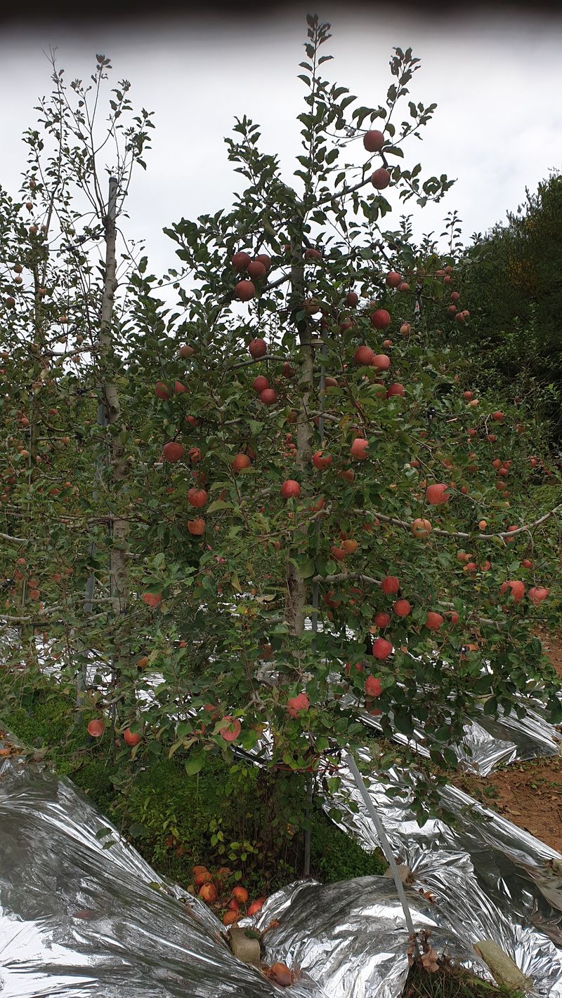 백두농원님의 장터 판매 상품 [봉화사과 10키로 ] 첨부 사진