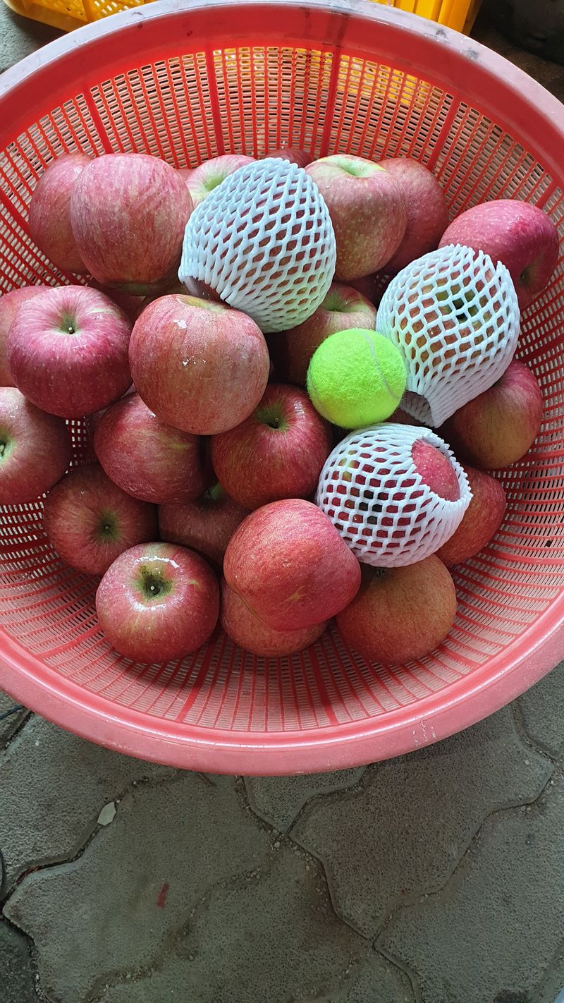 백두농원님의 장터 판매 상품 [봉화사과 10키로 ] 첨부 사진