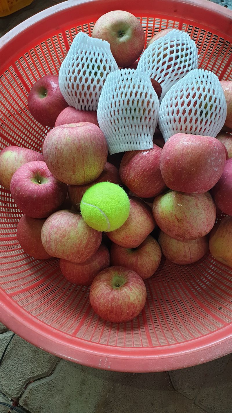 백두농원님의 장터 판매 상품 [봉화사과 10키로 ] 첨부 사진