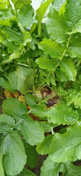 팜모닝 자유주제·자유게시판 게시글 이미지