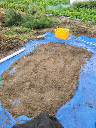 안성의 농사준비꾼님의 들깨 · 영농일지 작성글 사진