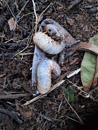 조명희님의 자유주제 · 자유게시판 작성글 사진