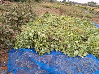 체리123님의 들깨 · 영농일지 작성글 사진