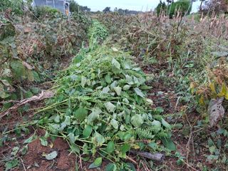 체리123님의 들깨 · 영농일지 작성글 사진