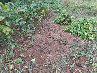 체리123님의 들깨 · 영농일지 작성글 사진