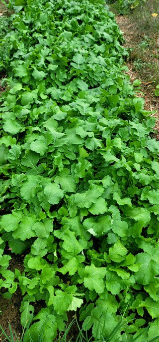 범이님의 가을 농사 후 토양 어떻게 관리하세요? · 참여글 작성글 사진