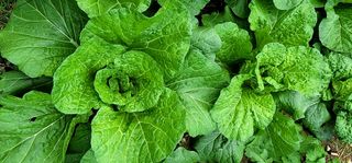 범이님의 가을 농사 후 토양 어떻게 관리하세요? · 참여글 작성글 사진