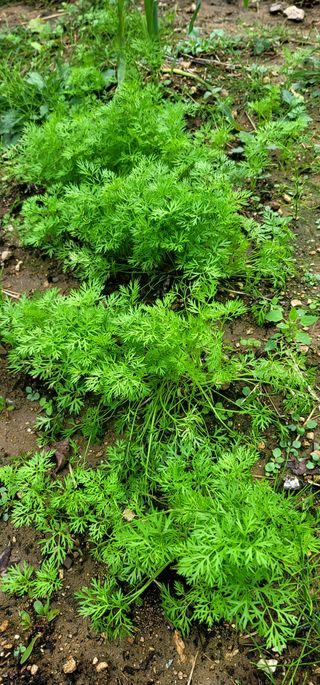 범이님의 가을 농사 후 토양 어떻게 관리하세요? · 참여글 작성글 사진