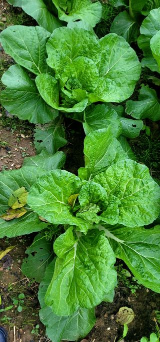 범이님의 가을 농사 후 토양 어떻게 관리하세요? · 참여글 작성글 사진