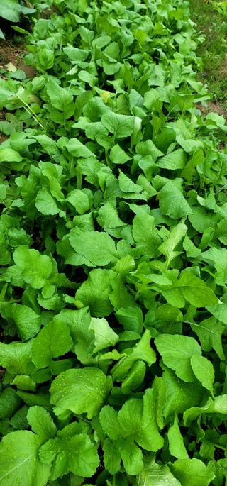 범이님의 가을 농사 후 토양 어떻게 관리하세요? · 참여글 작성글 사진