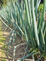 팜모닝 파·영농일지 게시글 이미지