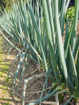 이송화님의 파 · 영농일지 작성글 사진