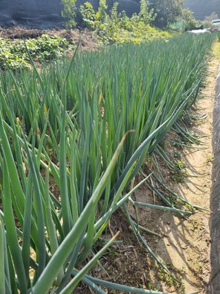 이송화님의 파 · 영농일지 작성글 사진