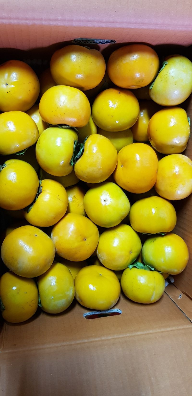 독고다이님의 장터 판매 상품 [ 아삭  아삭 햇 단감10kg (90과) 17.000.무료배송] 첨부 사진