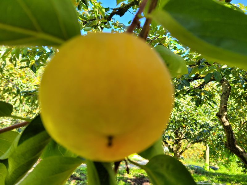 독고다이님의 장터 판매 상품 [ 아삭  아삭 햇 단감10kg (90과) 17.000.무료배송] 첨부 사진