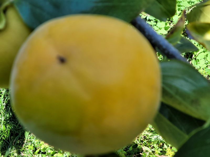 독고다이님의 장터 판매 상품 [ 아삭  아삭 햇 단감10kg (90과) 17.000.무료배송] 첨부 사진