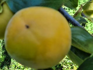 독고다이님의 작성글 사진