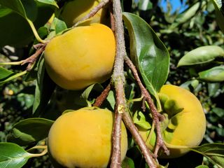 독고다이님의 작성글 사진