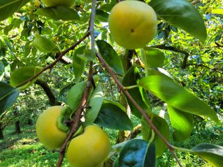독고다이님의 작성글 사진