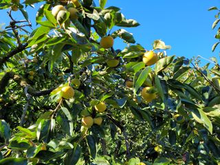 독고다이님의 작성글 사진