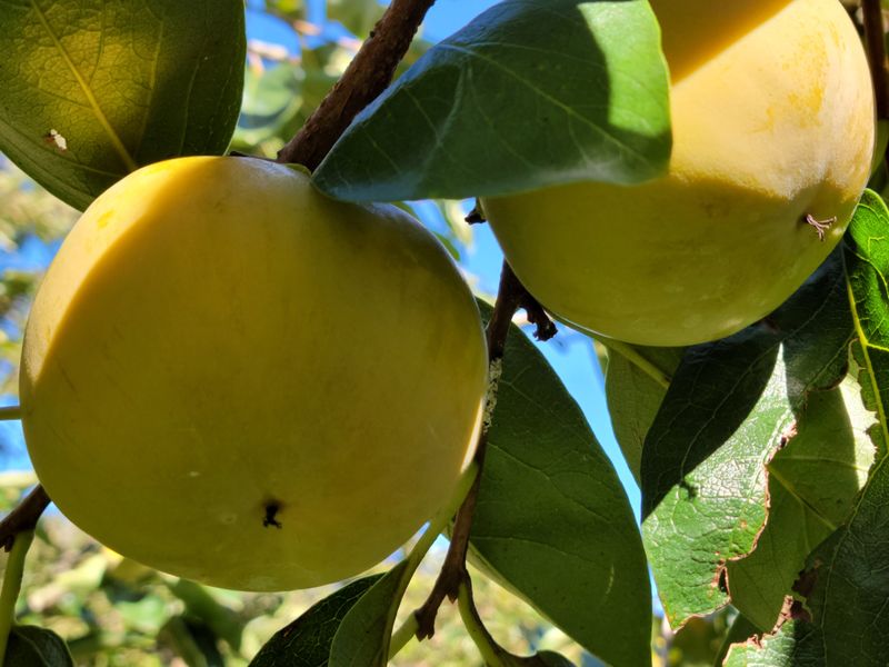 독고다이님의 장터 판매 상품 [ 아삭  아삭 햇 단감10kg (90과) 17.000.무료배송] 첨부 사진