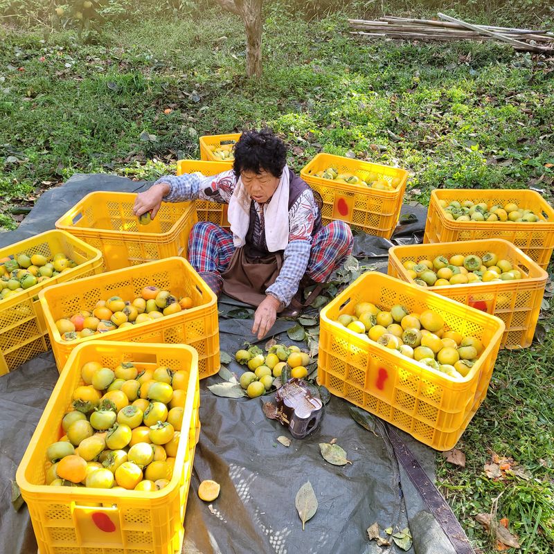 독고다이님의 장터 판매 상품 [ 아삭  아삭 햇 단감10kg (90과) 17.000.무료배송] 첨부 사진