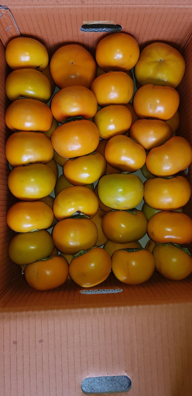 독고다이님의 장터 판매 상품 [ 아삭  아삭 햇 단감10kg (90과) 17.000.무료배송] 첨부 사진