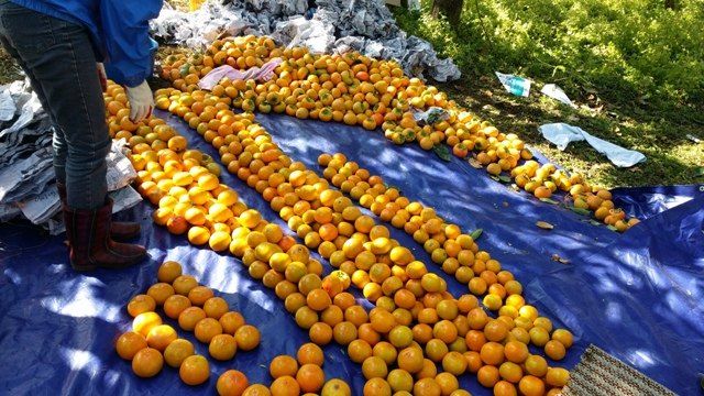 독고다이님의 장터 판매 상품 [ 아삭  아삭 햇 단감10kg (90과) 17.000.무료배송] 첨부 사진