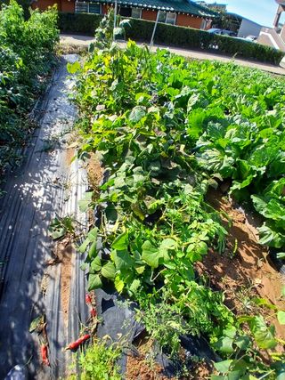 김형일님의 감자 · 영농일지 작성글 사진