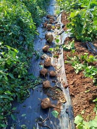 김형일님의 감자 · 영농일지 작성글 사진